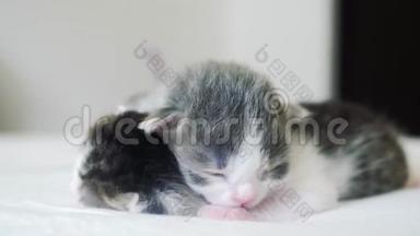 <strong>搞笑视频</strong>两只可爱的新生小猫在床上集体睡觉.. 生活方式宠物概念宠物概念。 小猫条纹